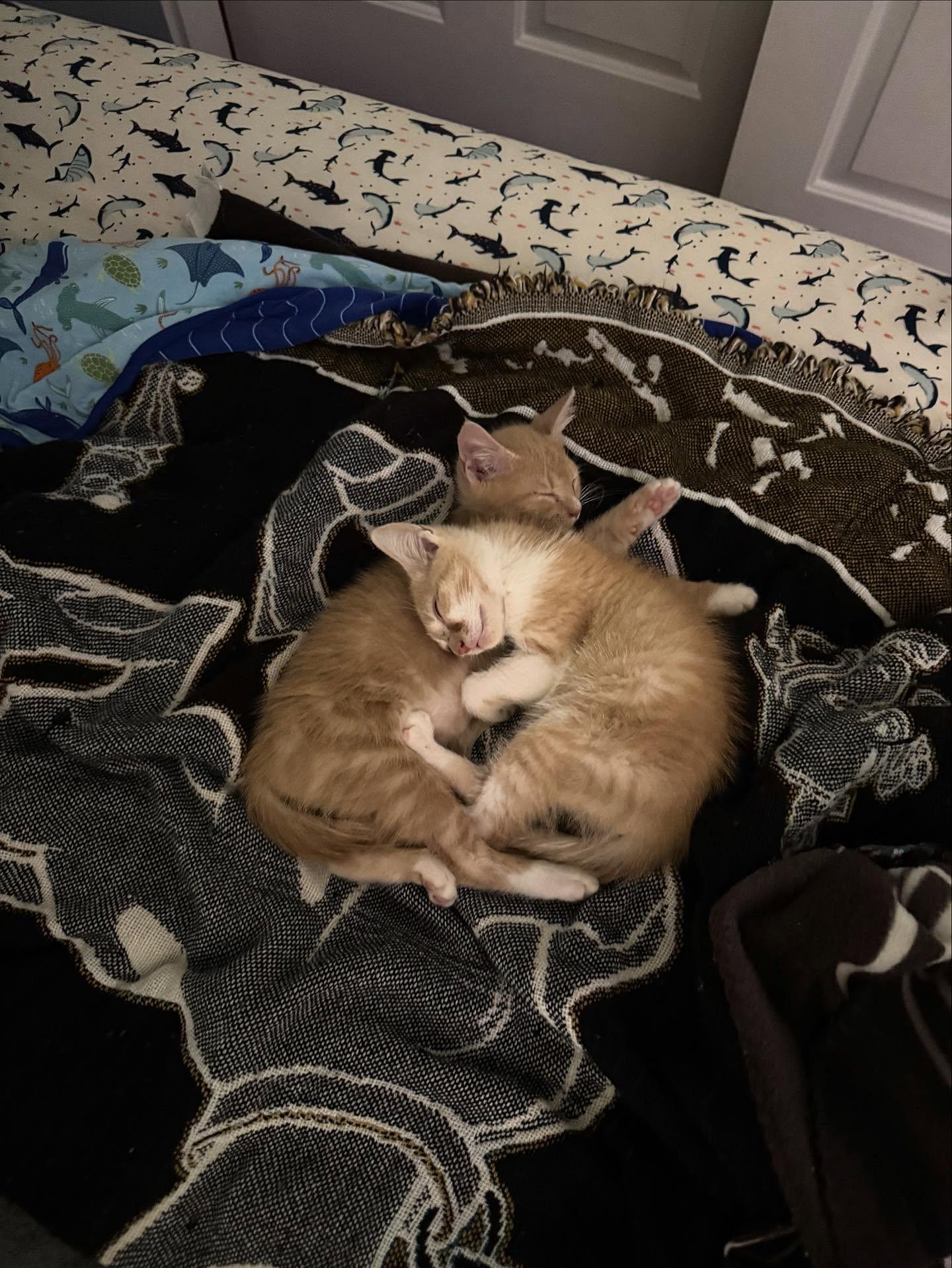 Colby Jack thumbnail 6