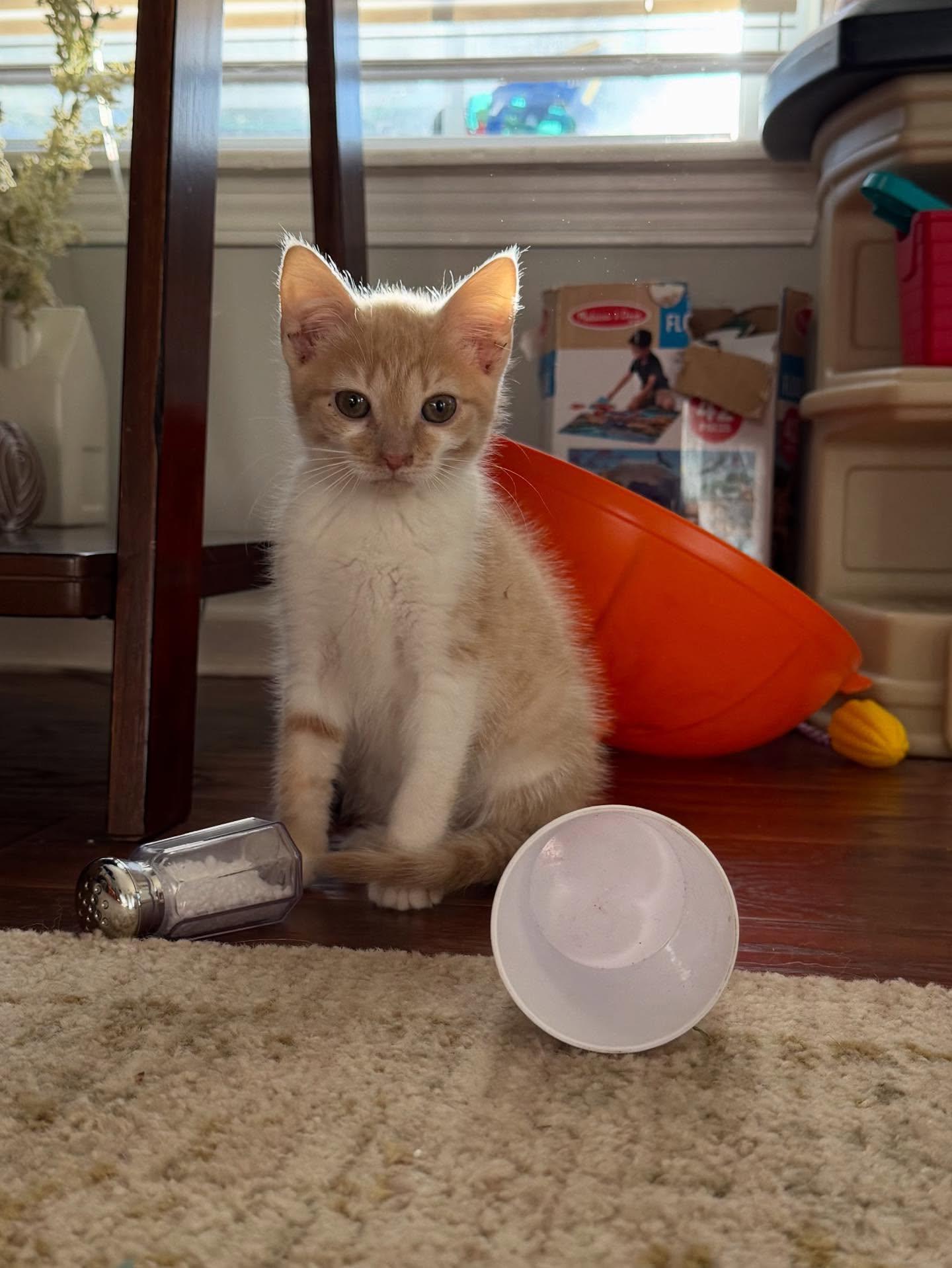 Colby Jack thumbnail 2