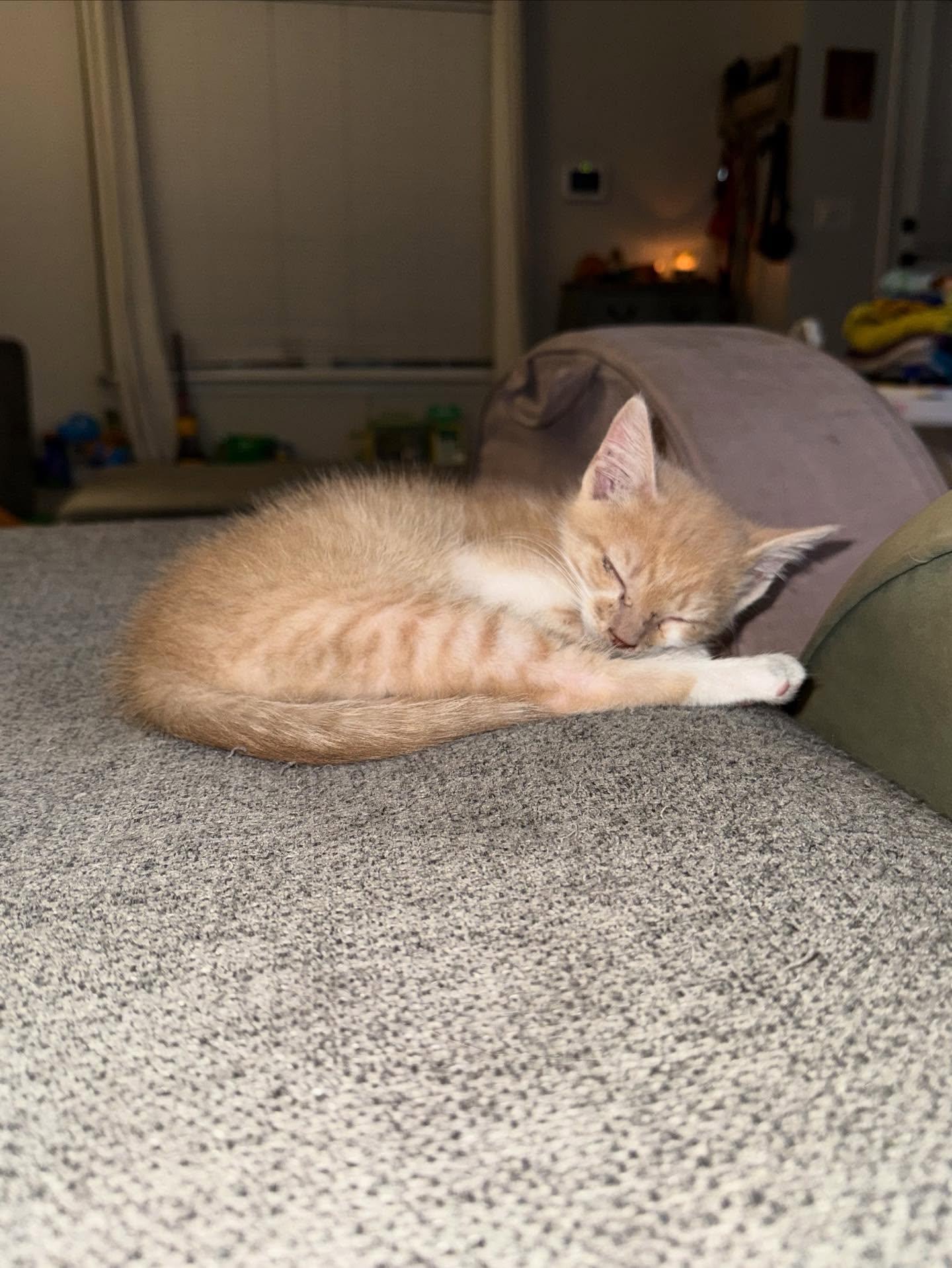 Colby Jack, a Adoptable Domestic Short Hair in North Charleston, SC image 5/6