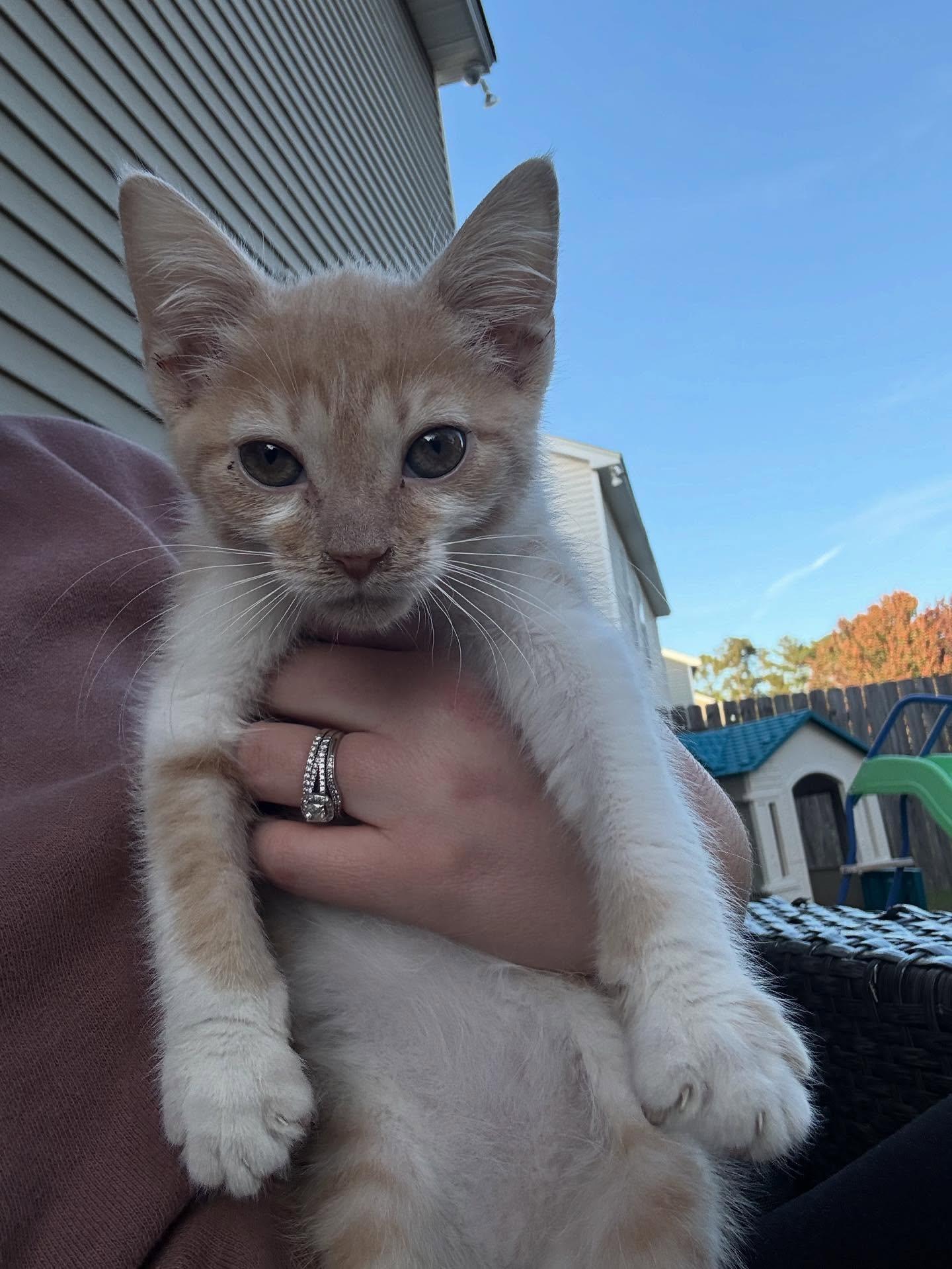 Colby Jack, a Adoptable Domestic Short Hair in North Charleston, SC image 6/6