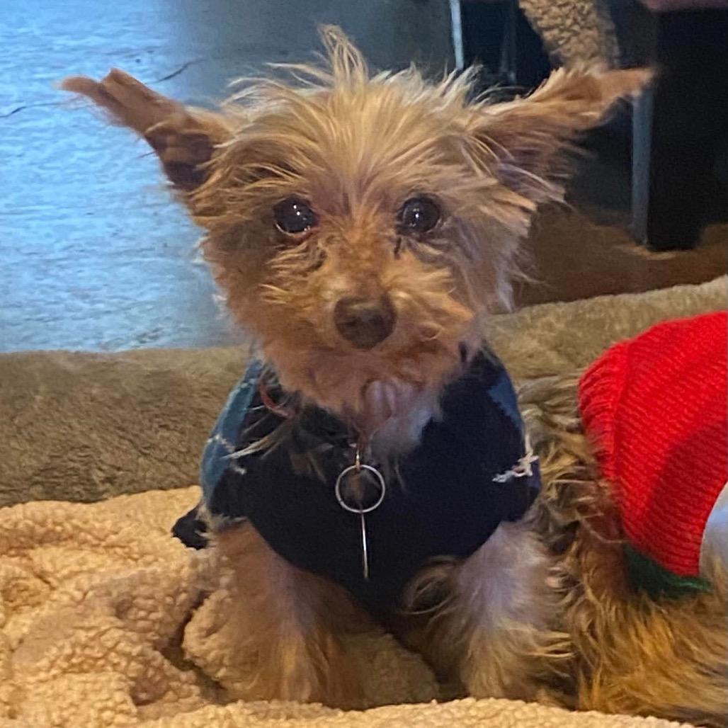 Enlarge Scout (Dallas), a Adoptable Yorkshire Terrier in Houston, TX image 1/5