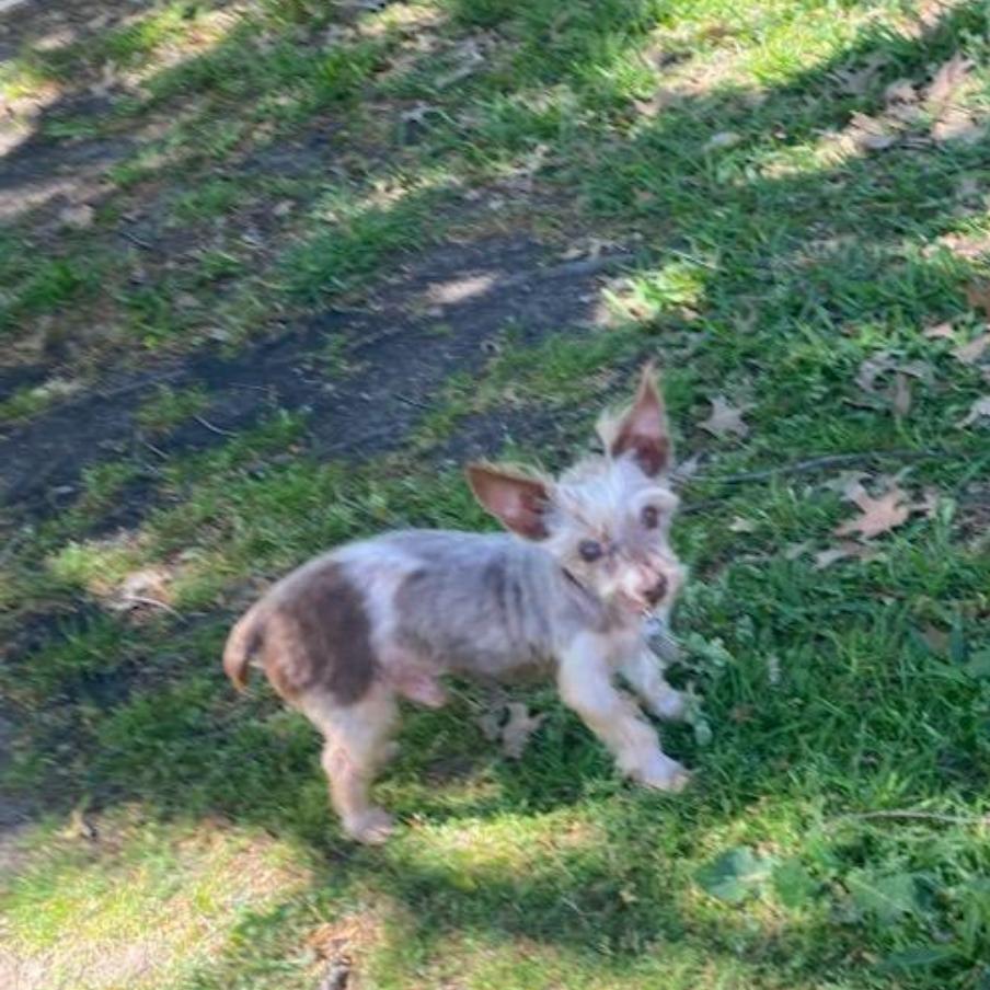 Enlarge Scout (Dallas), a Adoptable Yorkshire Terrier in Houston, TX image 2/5
