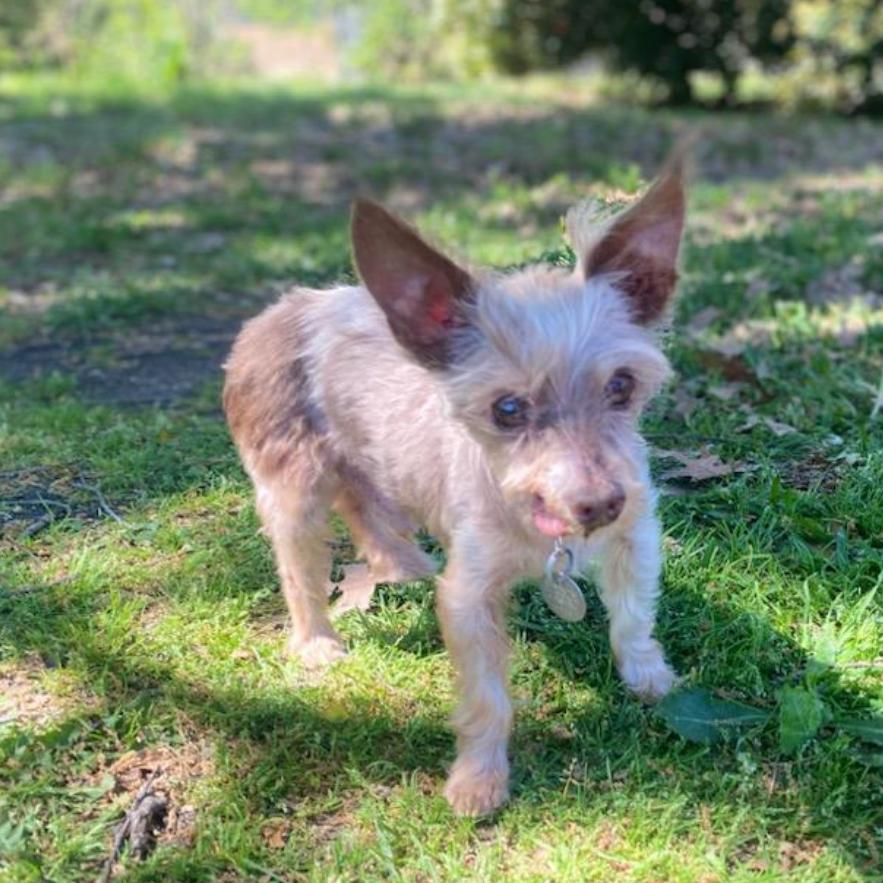 Enlarge Scout (Dallas), a Adoptable Yorkshire Terrier in Houston, TX image 3/5