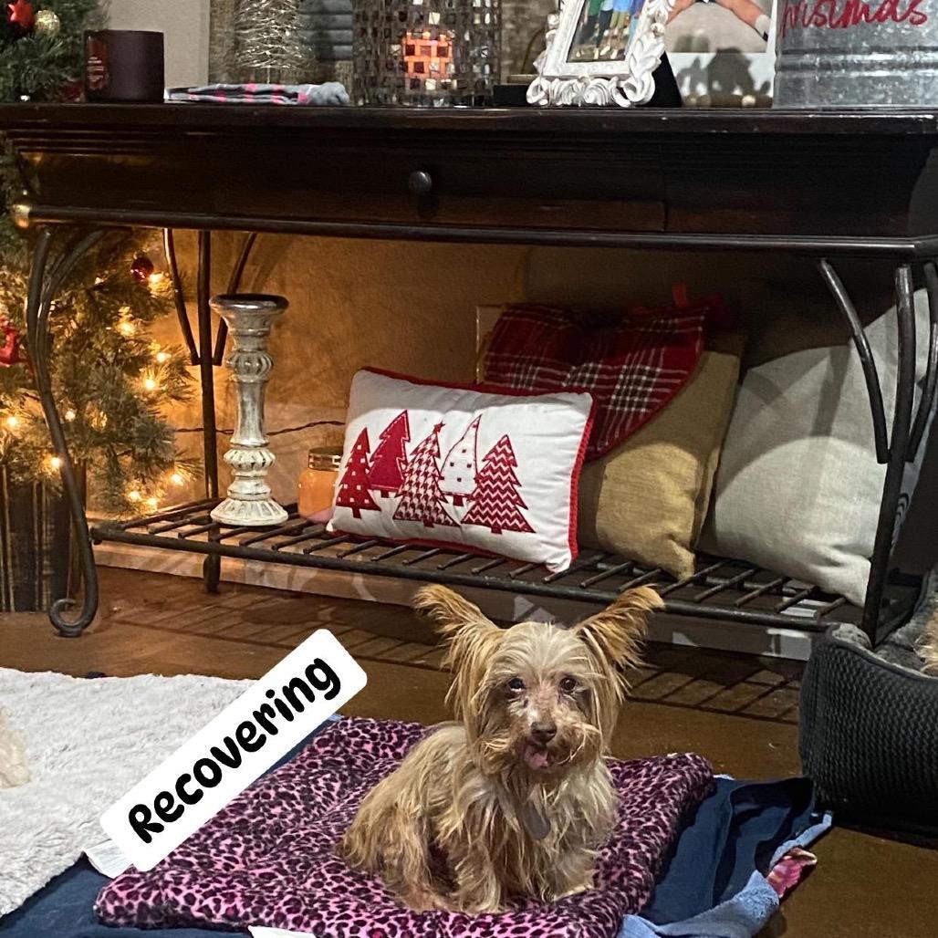 Enlarge Scout (Dallas), a Adoptable Yorkshire Terrier in Houston, TX image 4/5