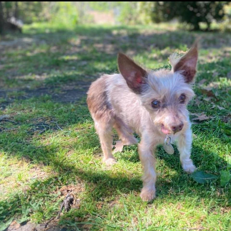 Enlarge Scout (Dallas), a Adoptable Yorkshire Terrier in Houston, TX image 5/5