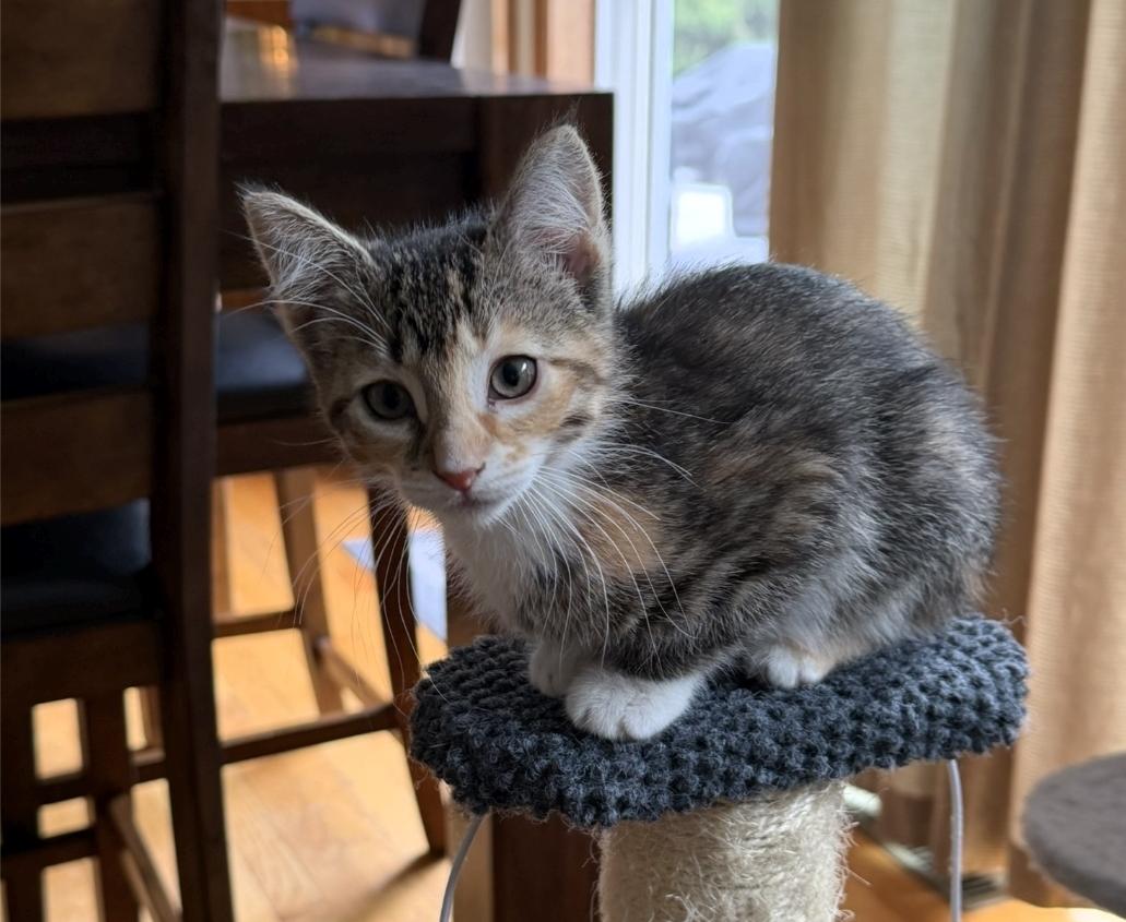 Enlarge Mulch, a Adoptable Domestic Short Hair in Reeseville, WI image 3/3