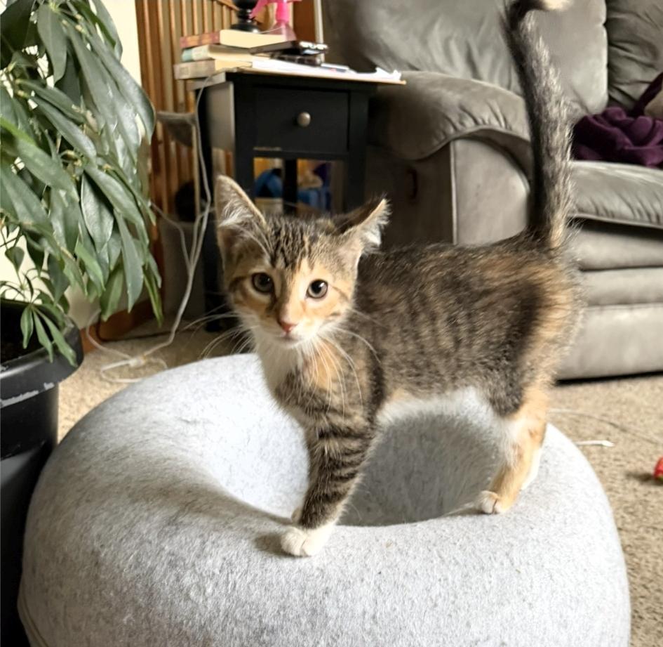 Enlarge Mulch, a Adoptable Domestic Short Hair in Reeseville, WI image 2/3