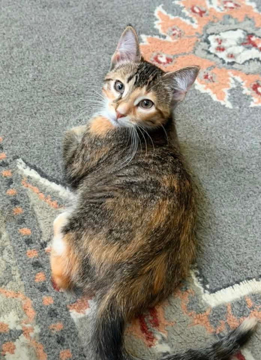 Mulch, Adoptable, Kitten Female Domestic Short Hair.