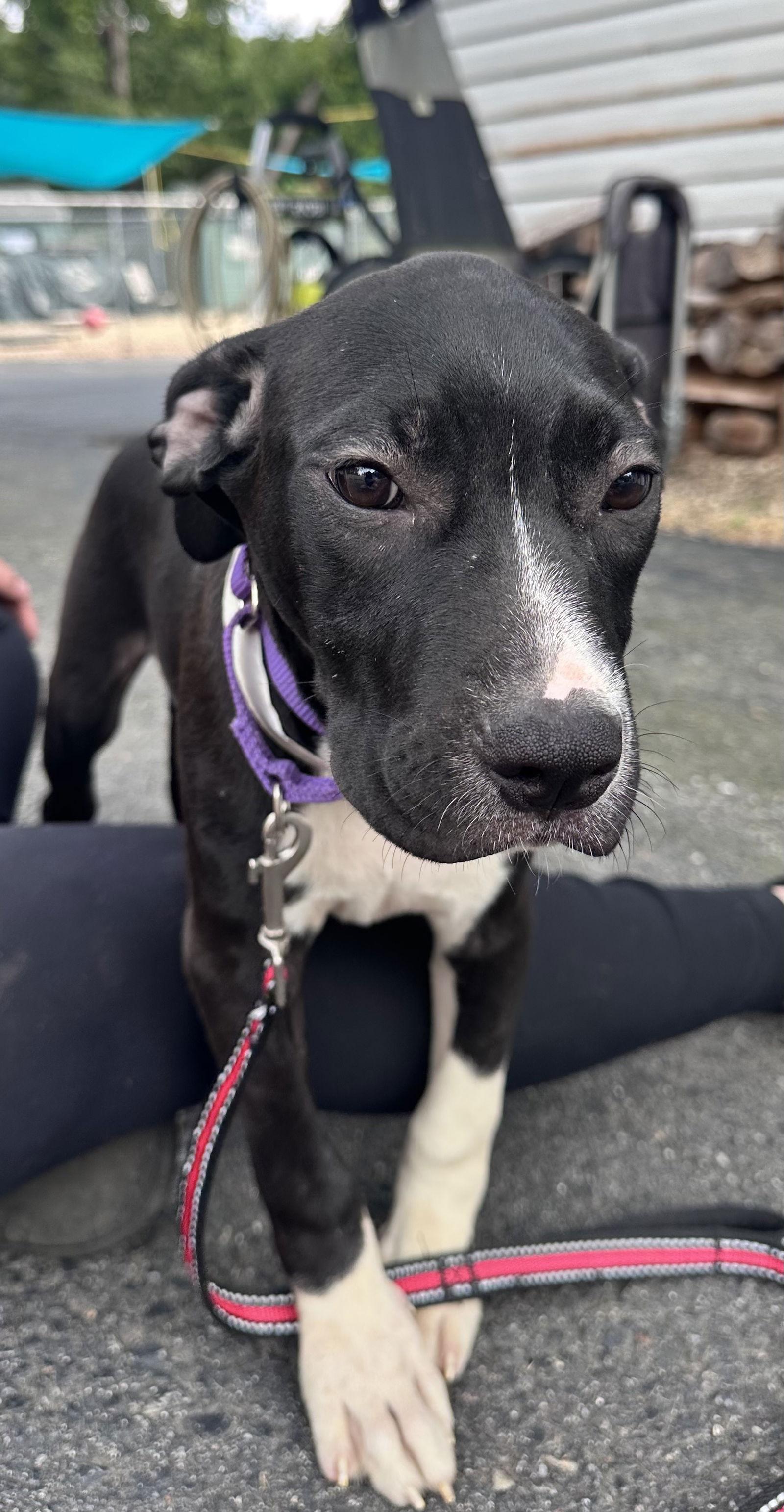 Daphne - 3 mths, Adopted, Young Female Boxer.