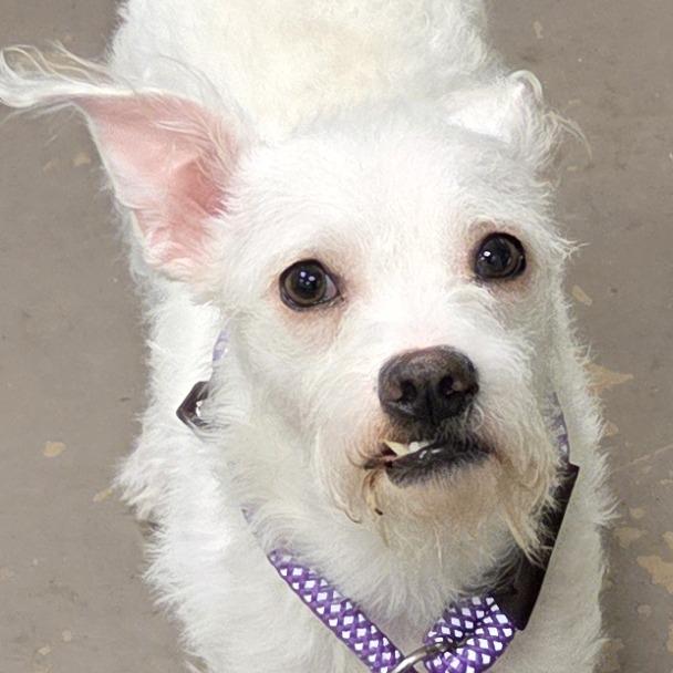 Louis, ADOPTABLE, Adult Male Mixed Breed.