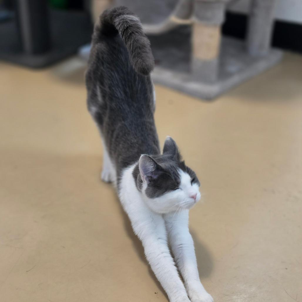 Tamara - City of Industry Location, Adoptable, Young Female Domestic Short Hair.