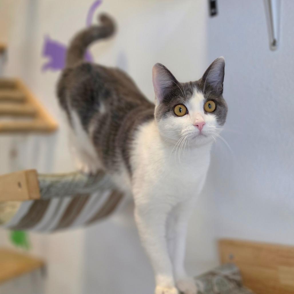 Tamara - City of Industry Location, a Adoptable Domestic Short Hair in Chino Hills, CA image 2/6