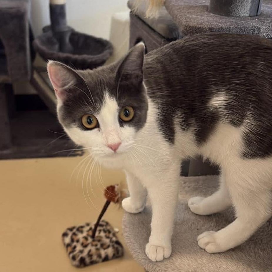 Tamara - City of Industry Location, a Adoptable Domestic Short Hair in Chino Hills, CA image 3/6