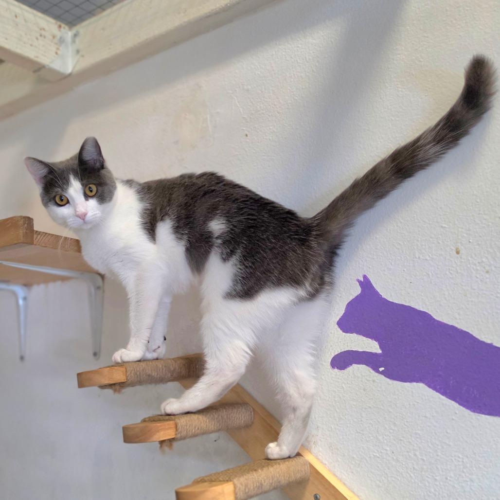 Tamara - City of Industry Location, a Adoptable Domestic Short Hair in Chino Hills, CA image 4/6
