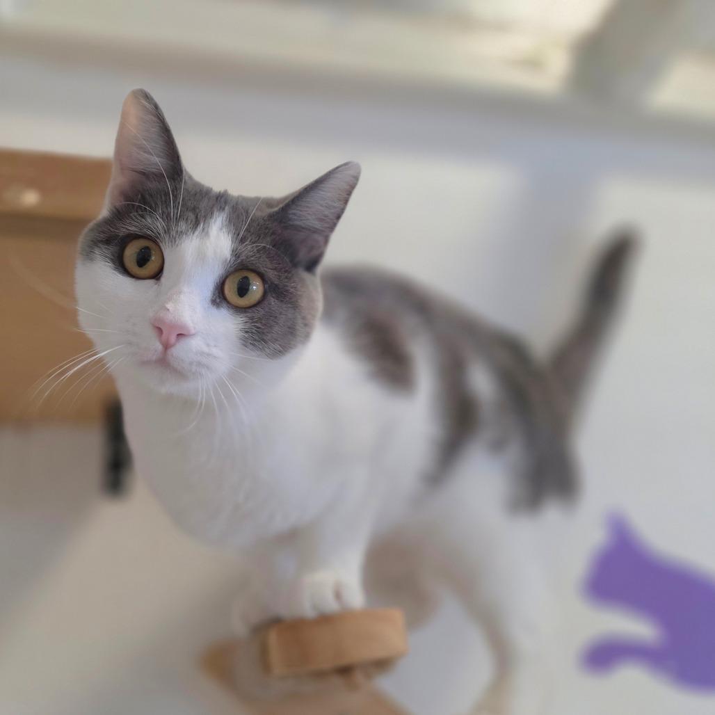 Tamara - City of Industry Location, a Adoptable Domestic Short Hair in Chino Hills, CA image 5/6