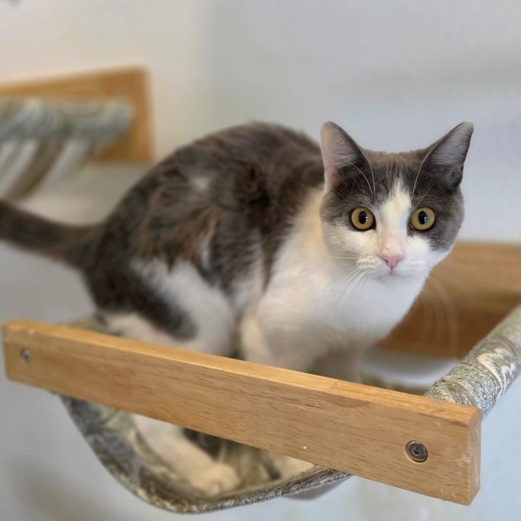 Tamara - City of Industry Location, a Adoptable Domestic Short Hair in Chino Hills, CA image 6/6