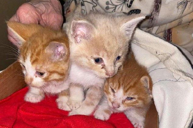 Enlarge Orange Kitten Litter To Foster - New Arrivals!, a Adoptable mixed breed in Newport Beach, CA image 1/1