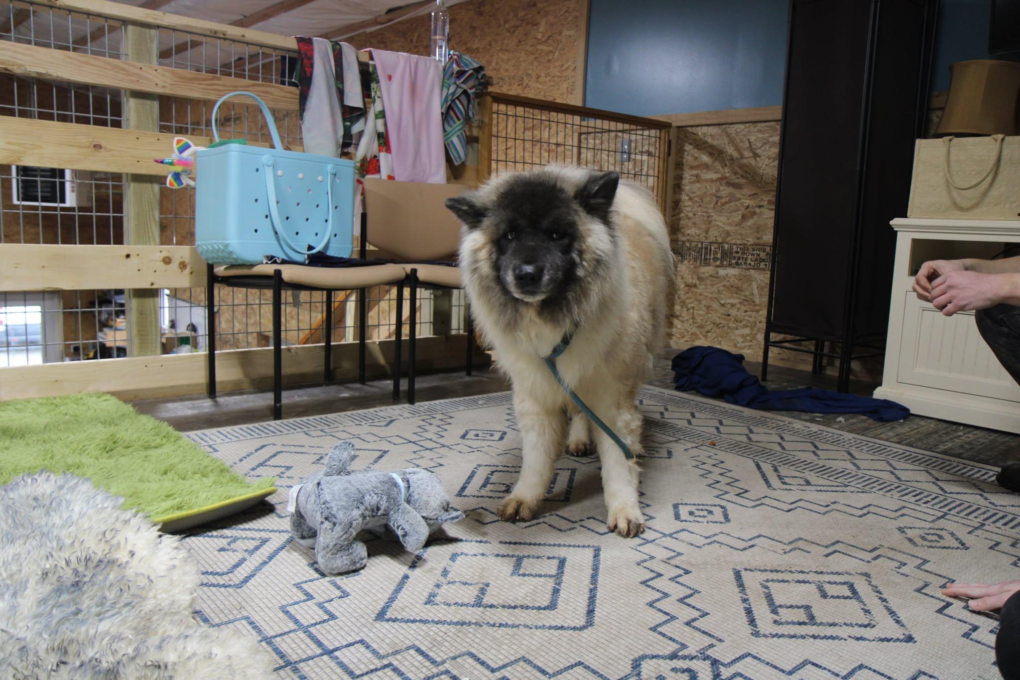 Enlarge Lakota, a Adoptable mixed breed in Plain City, OH image 1/6