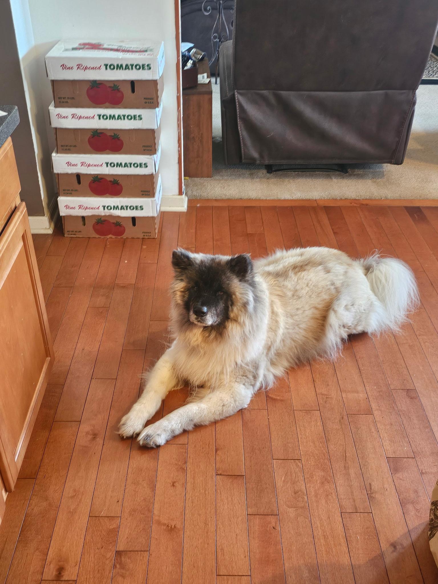 Enlarge Lakota, a Adoptable mixed breed in Plain City, OH image 4/6