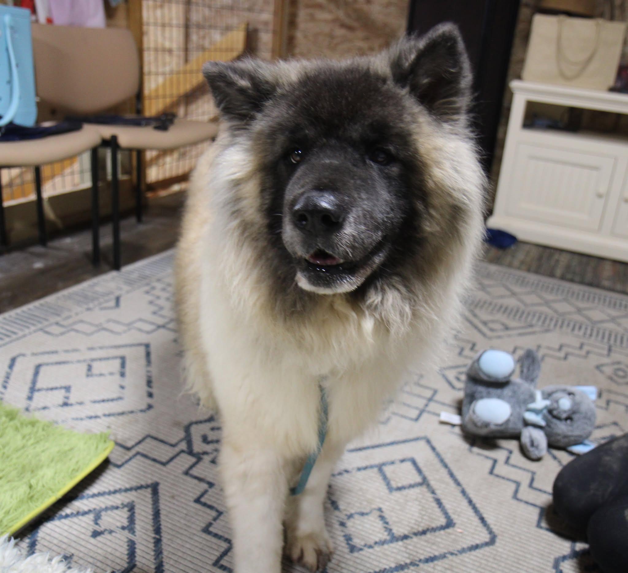 Enlarge Lakota, a Adoptable mixed breed in Plain City, OH image 5/6