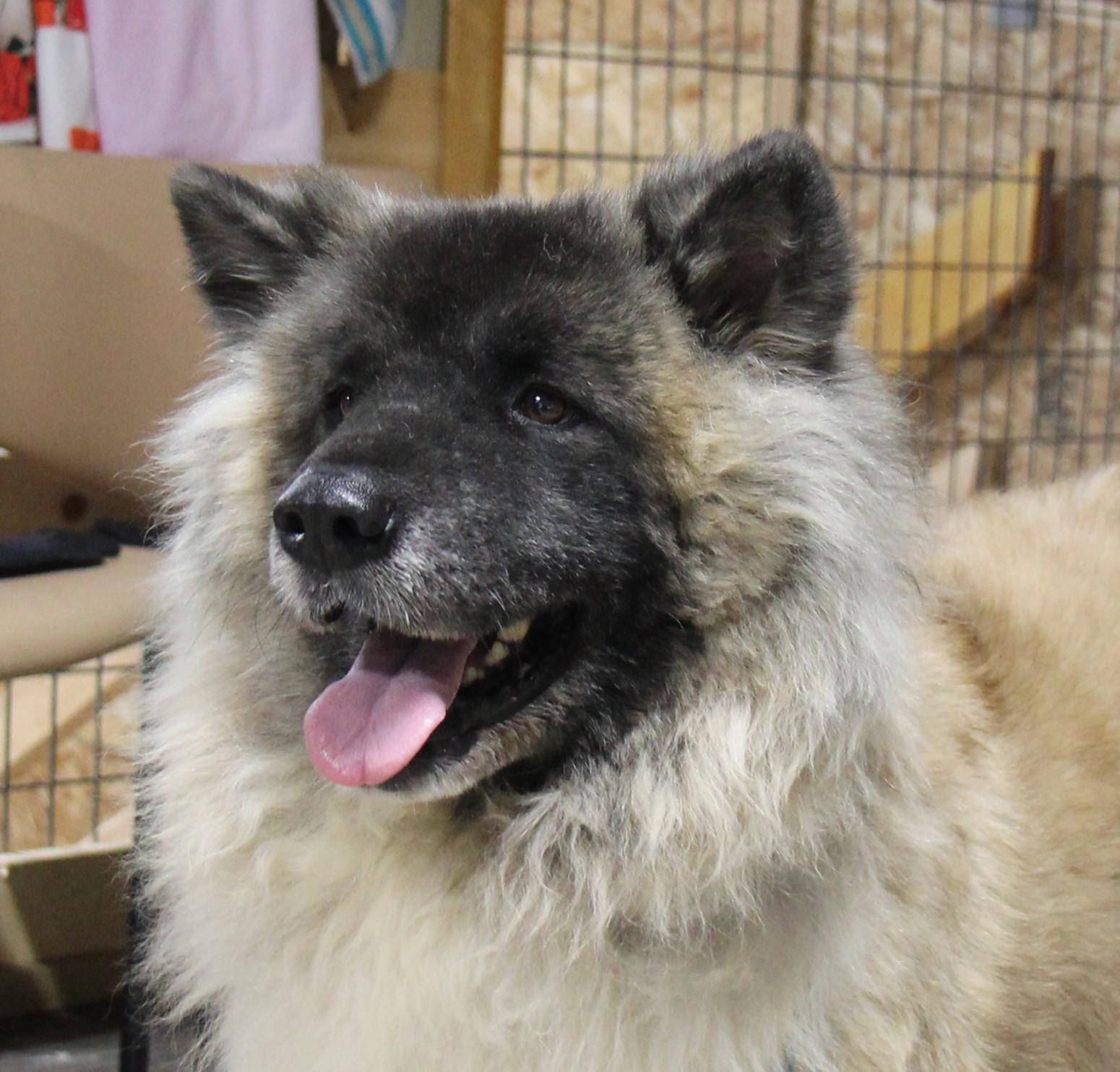 Enlarge Lakota, a Adoptable mixed breed in Plain City, OH image 6/6