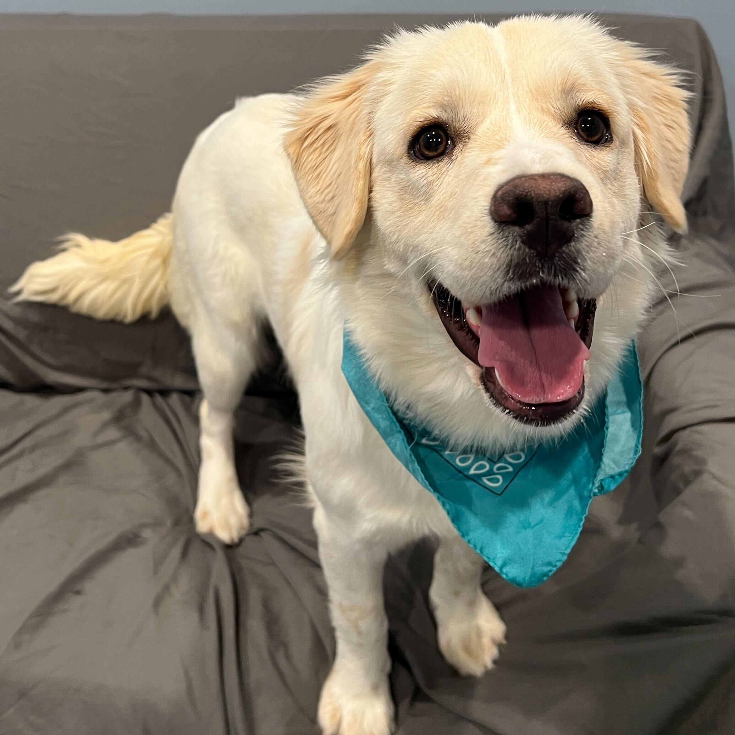 Powder, adoptable, Young Female Mixed Breed.