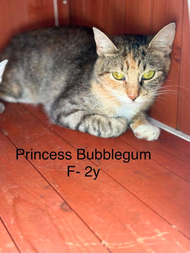 Enlarge Princess Bubblegum, a Adoptable mixed breed in Waverly, TN image 1/1