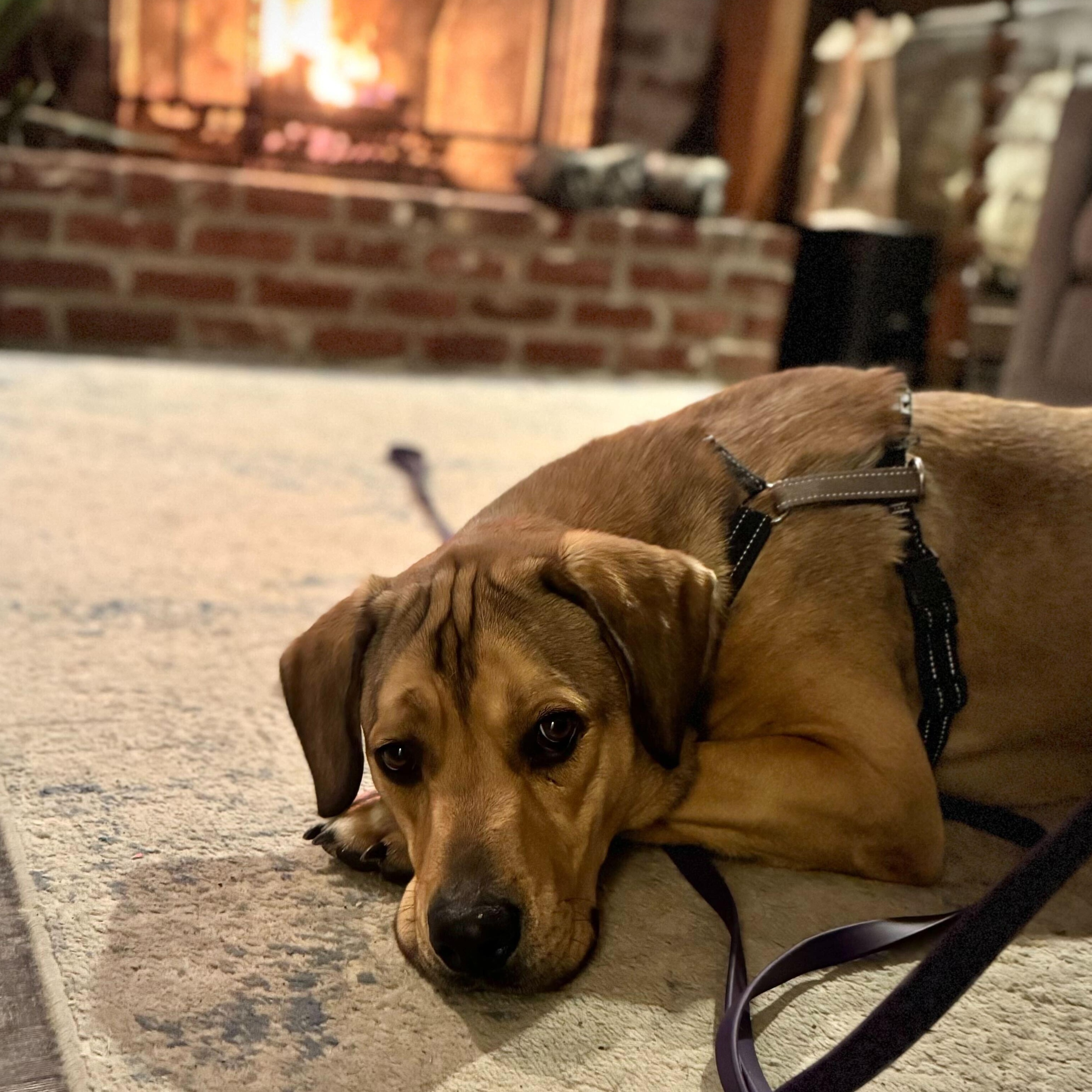 Rowdy, a ADOPTABLE Mixed Breed in Indianapolis, IN image 2/4