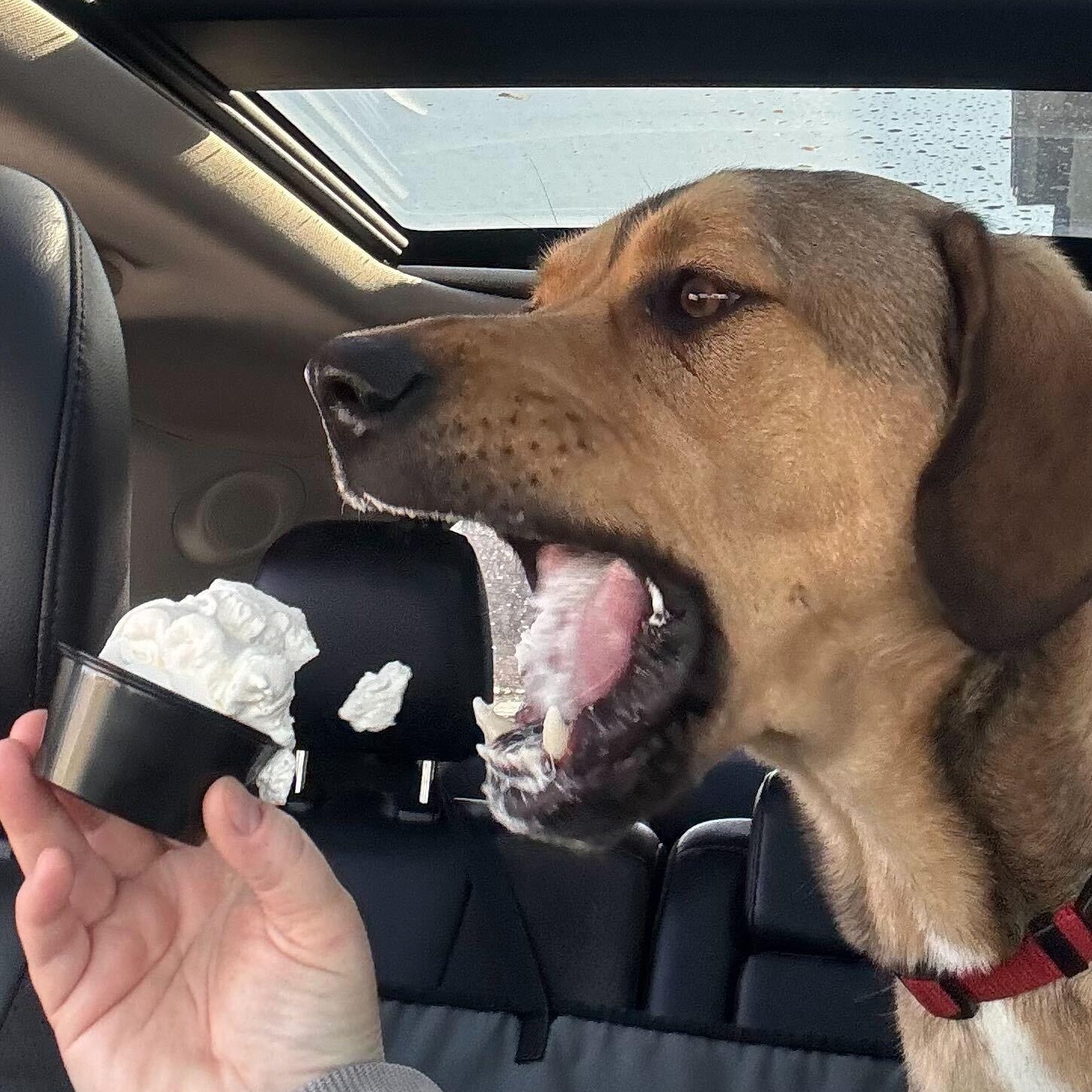 Rowdy, a ADOPTABLE Mixed Breed in Indianapolis, IN image 4/4