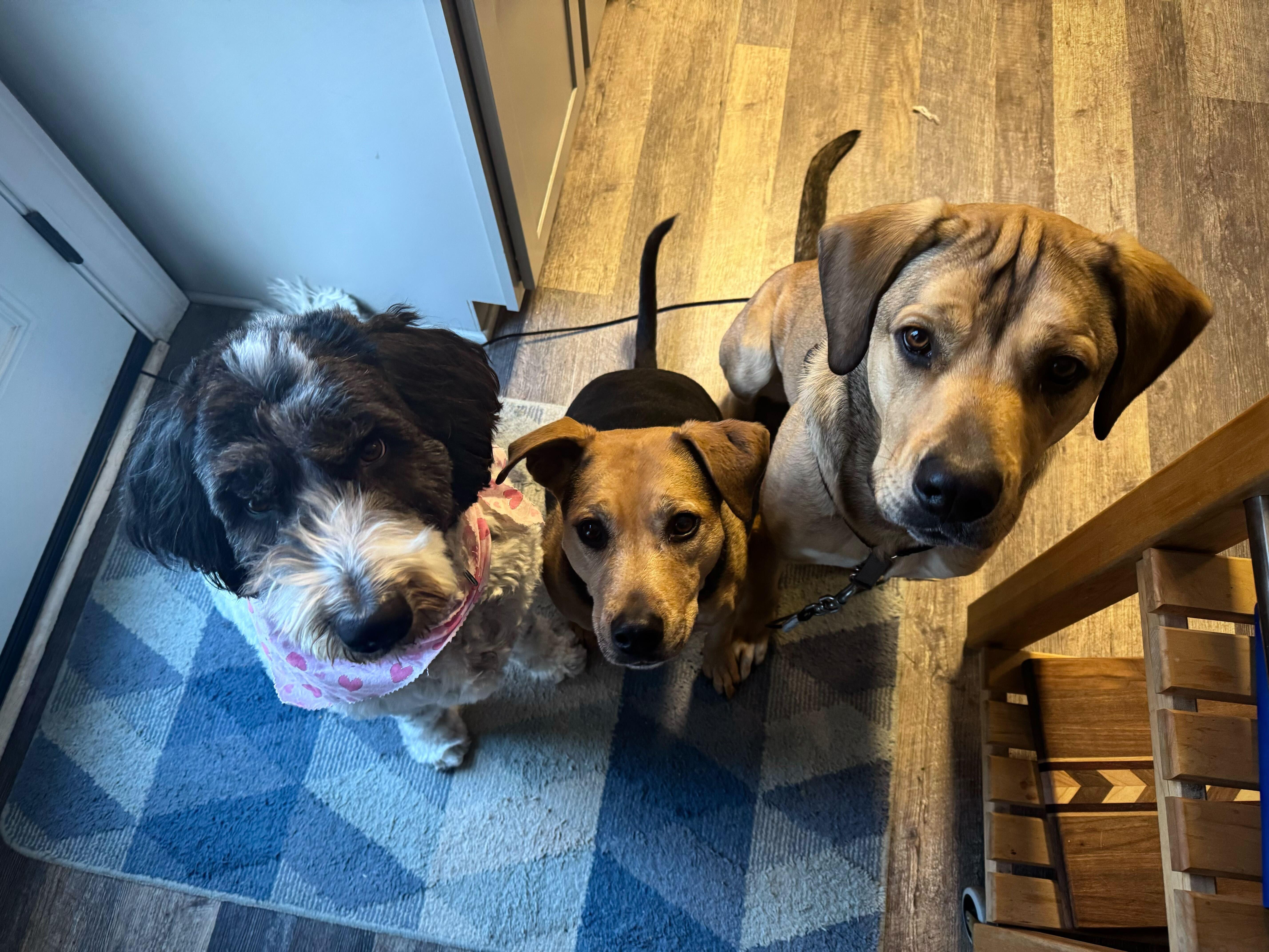 Rowdy, a ADOPTABLE Mixed Breed in Indianapolis, IN image 3/4