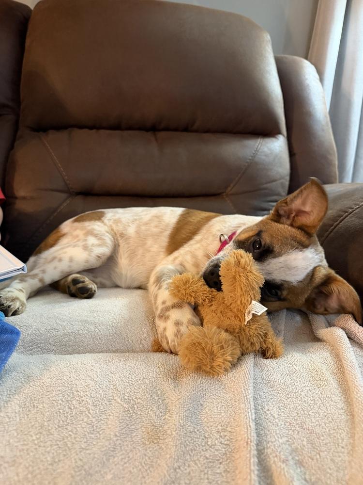 Shirley Temple, a Adoptable mixed breed in Mansfield, OH image 1/3