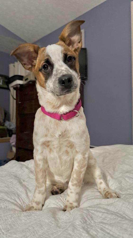 Shirley Temple, a Adoptable mixed breed in Mansfield, OH image 2/3