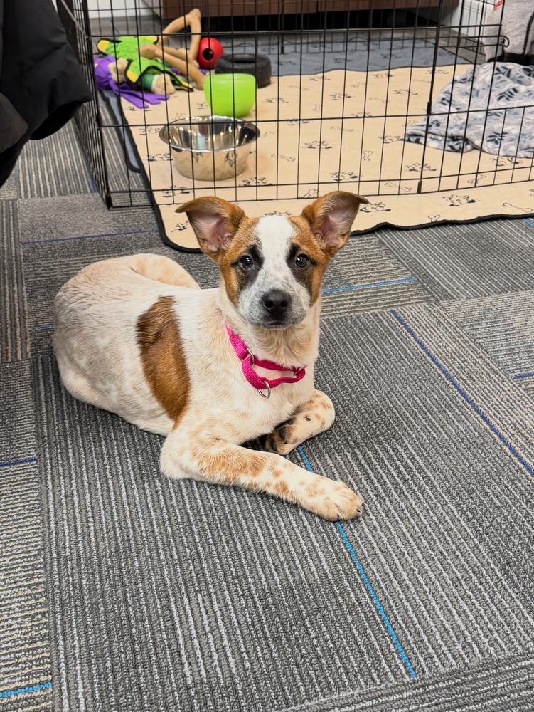 Shirley Temple, a Adoptable mixed breed in Mansfield, OH image 3/3