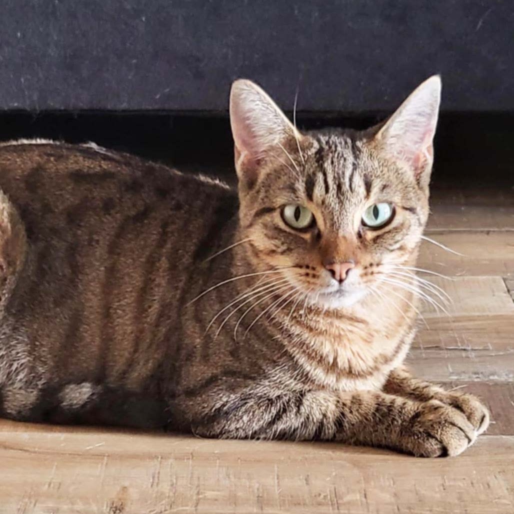 Enlarge CELIA, a Adoptable Domestic Short Hair in Graham, WA image 1/5