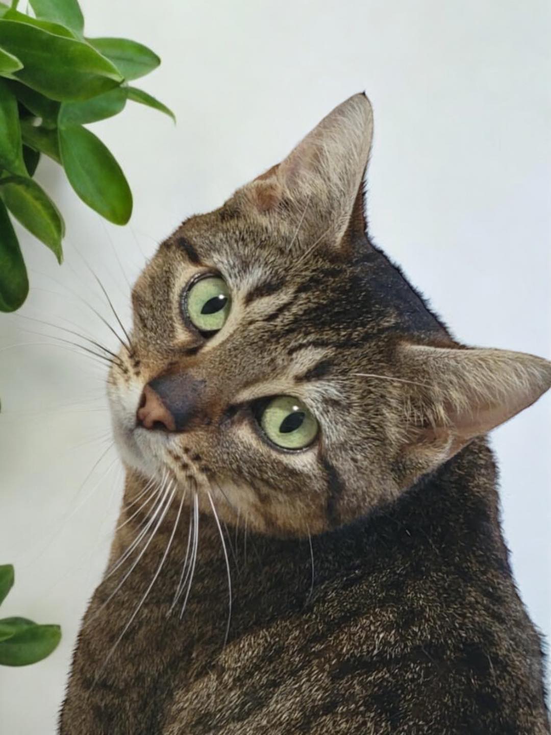 Enlarge CELIA, a Adoptable Domestic Short Hair in Graham, WA image 2/5