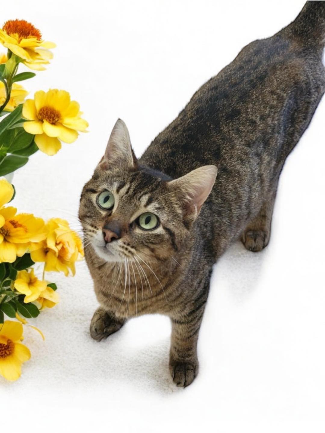 Enlarge CELIA, a Adoptable Domestic Short Hair in Graham, WA image 3/5