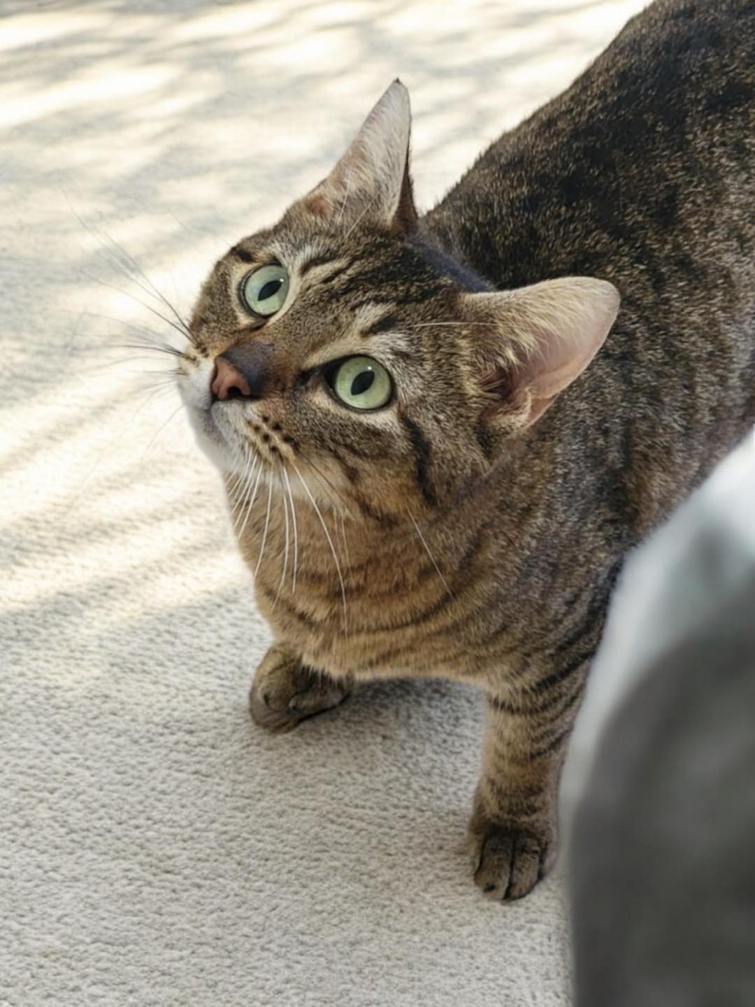 Enlarge CELIA, a Adoptable Domestic Short Hair in Graham, WA image 4/5