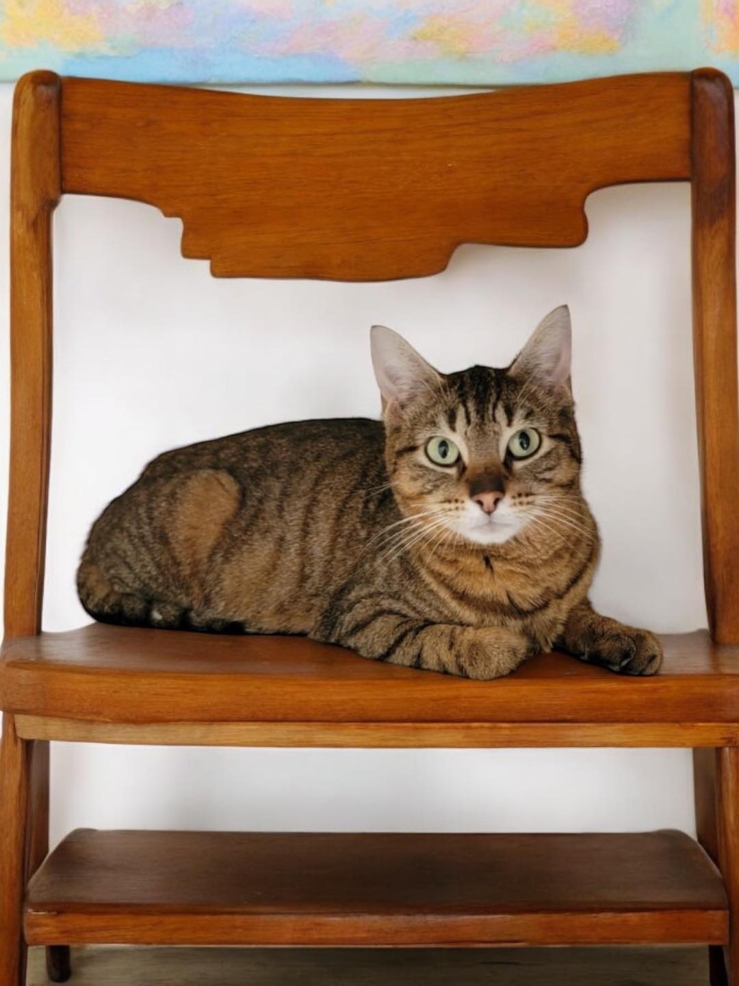 Enlarge CELIA, a Adoptable Domestic Short Hair in Graham, WA image 5/5