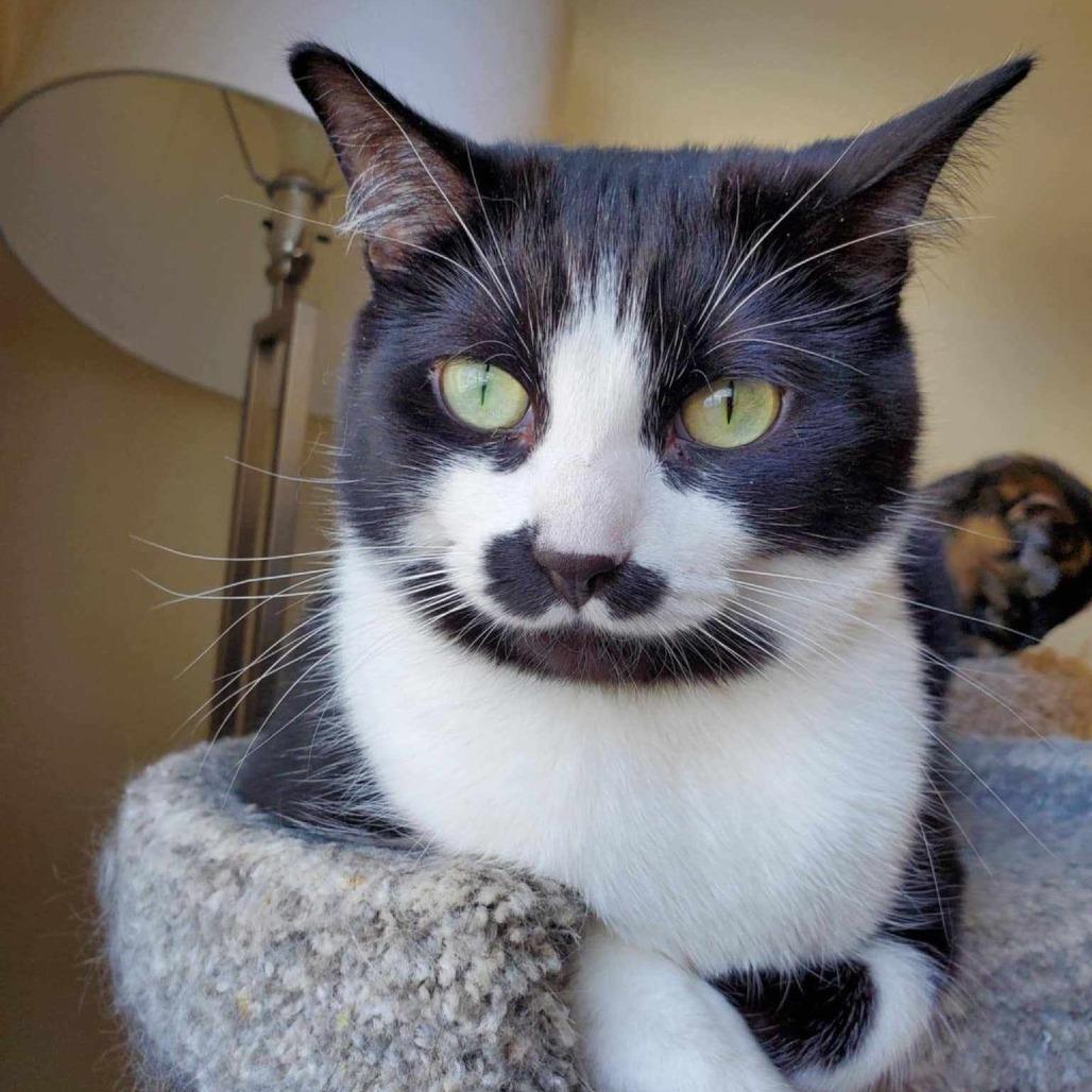 Enlarge Charlie, a ADOPTABLE Domestic Short Hair in Blaine, MN image 1/1