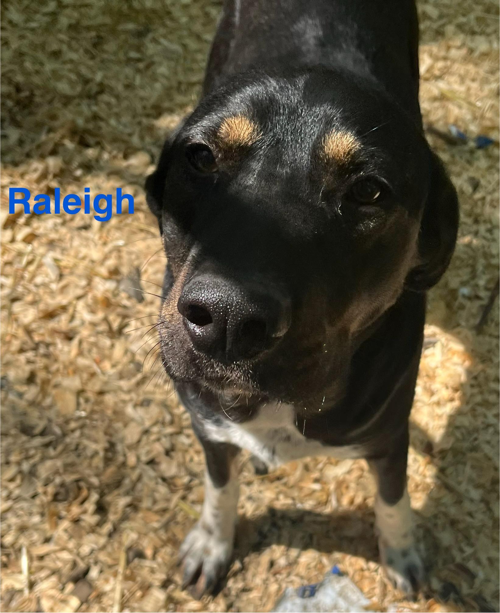 raleigh, Adoptable, Adult Male Hound.