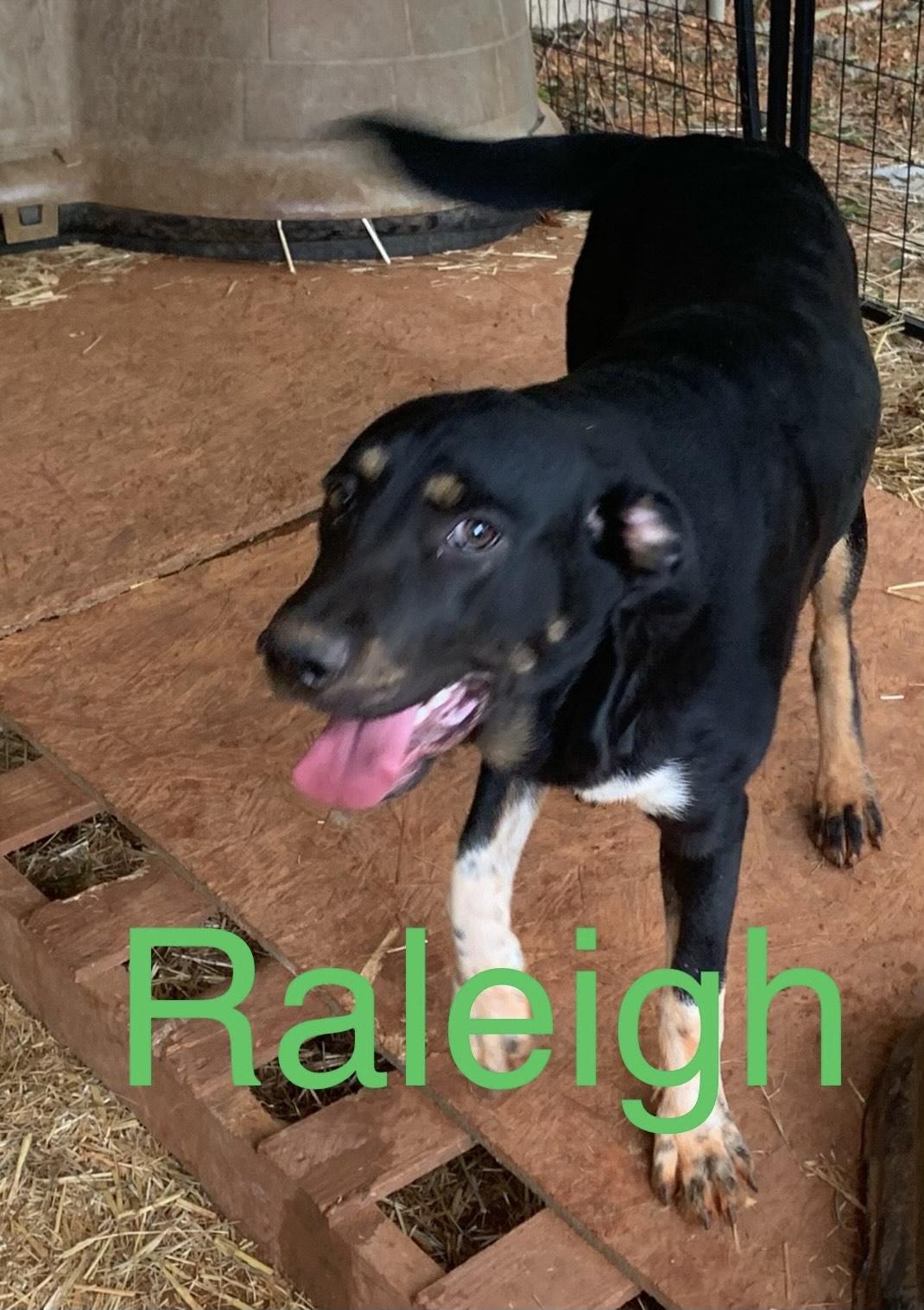 raleigh, a Adoptable mixed breed in Texarkana, TX image 2/5