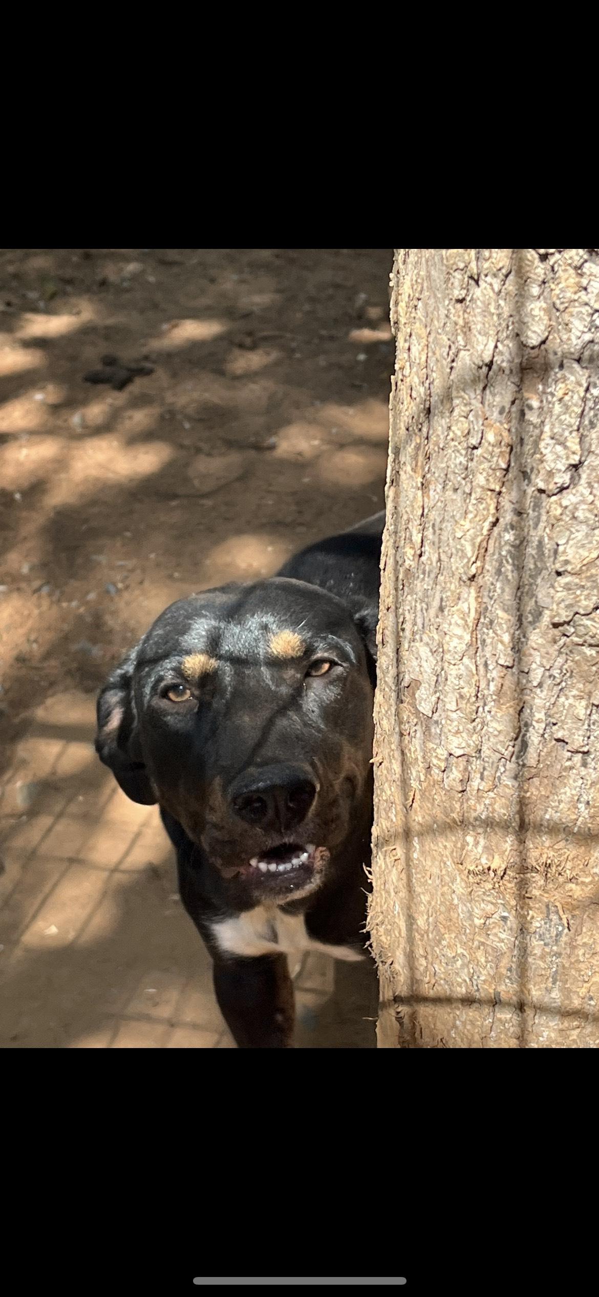 raleigh, a Adoptable mixed breed in Texarkana, TX image 3/5