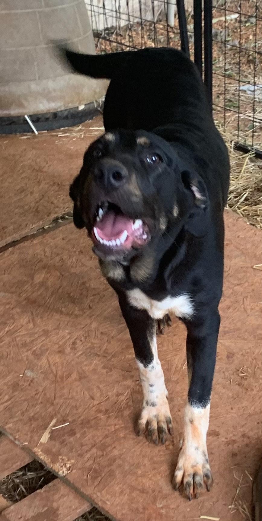 raleigh, a Adoptable mixed breed in Texarkana, TX image 4/5