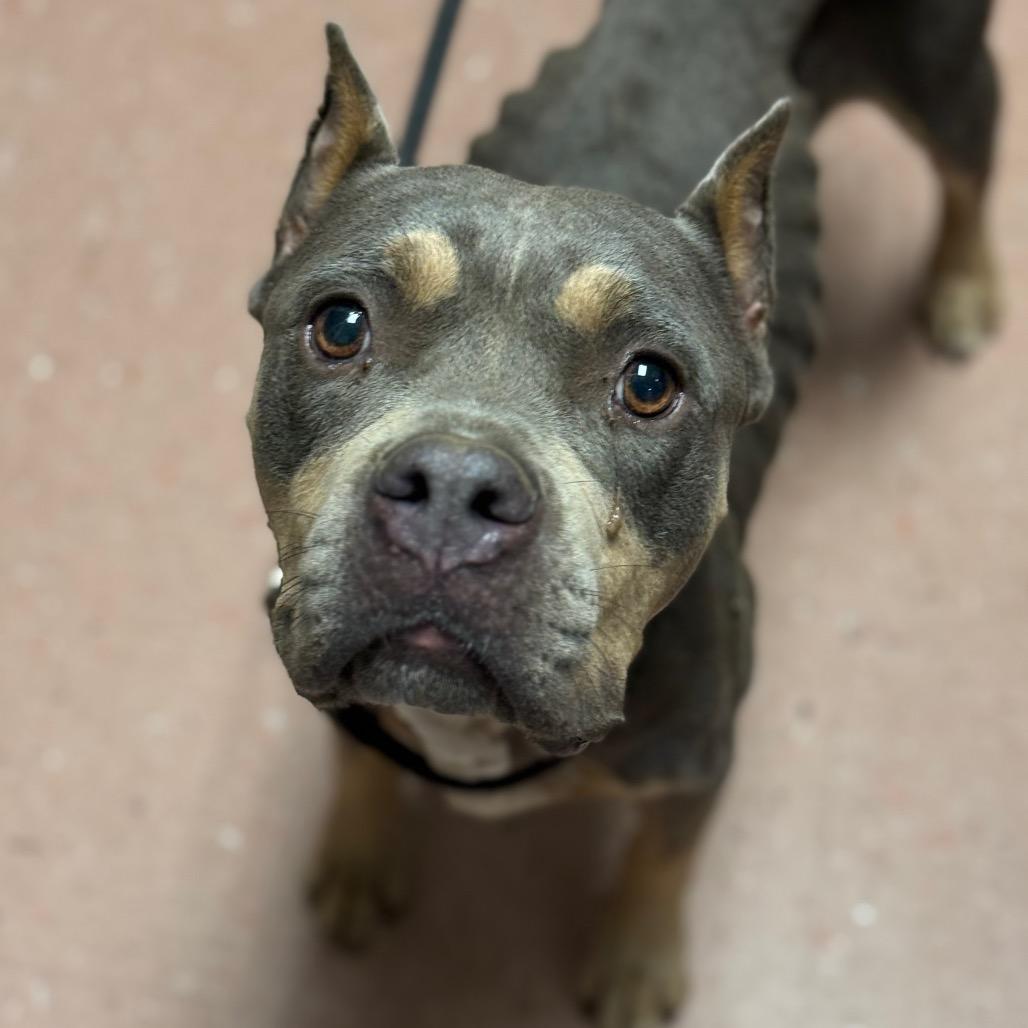 Enlarge Boo, a Adoptable Pit Bull Terrier in Fort Smith, AR image 1/2