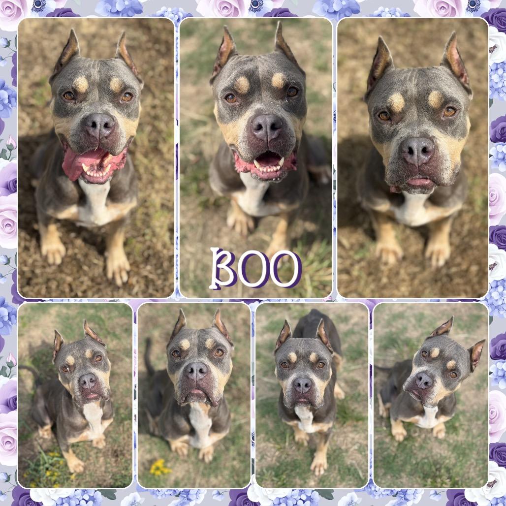 Enlarge Boo, a Adoptable Pit Bull Terrier in Fort Smith, AR image 2/2