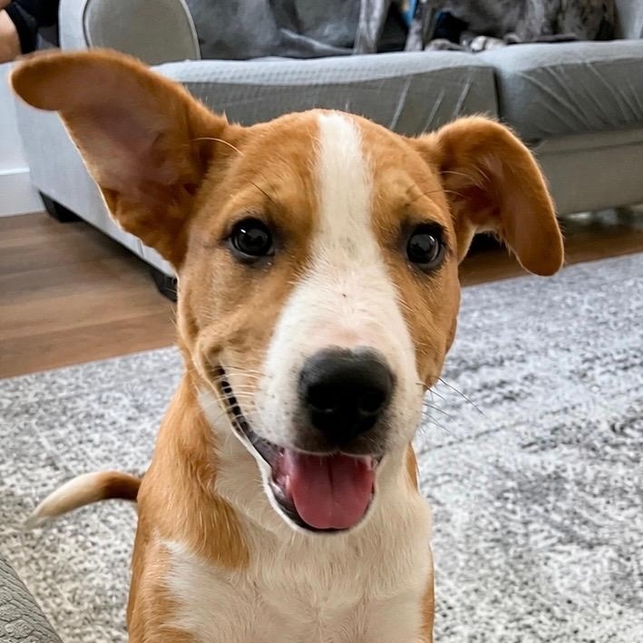 Enlarge Misty, a Adoptable mixed breed in Phoenix, AZ image 5/5