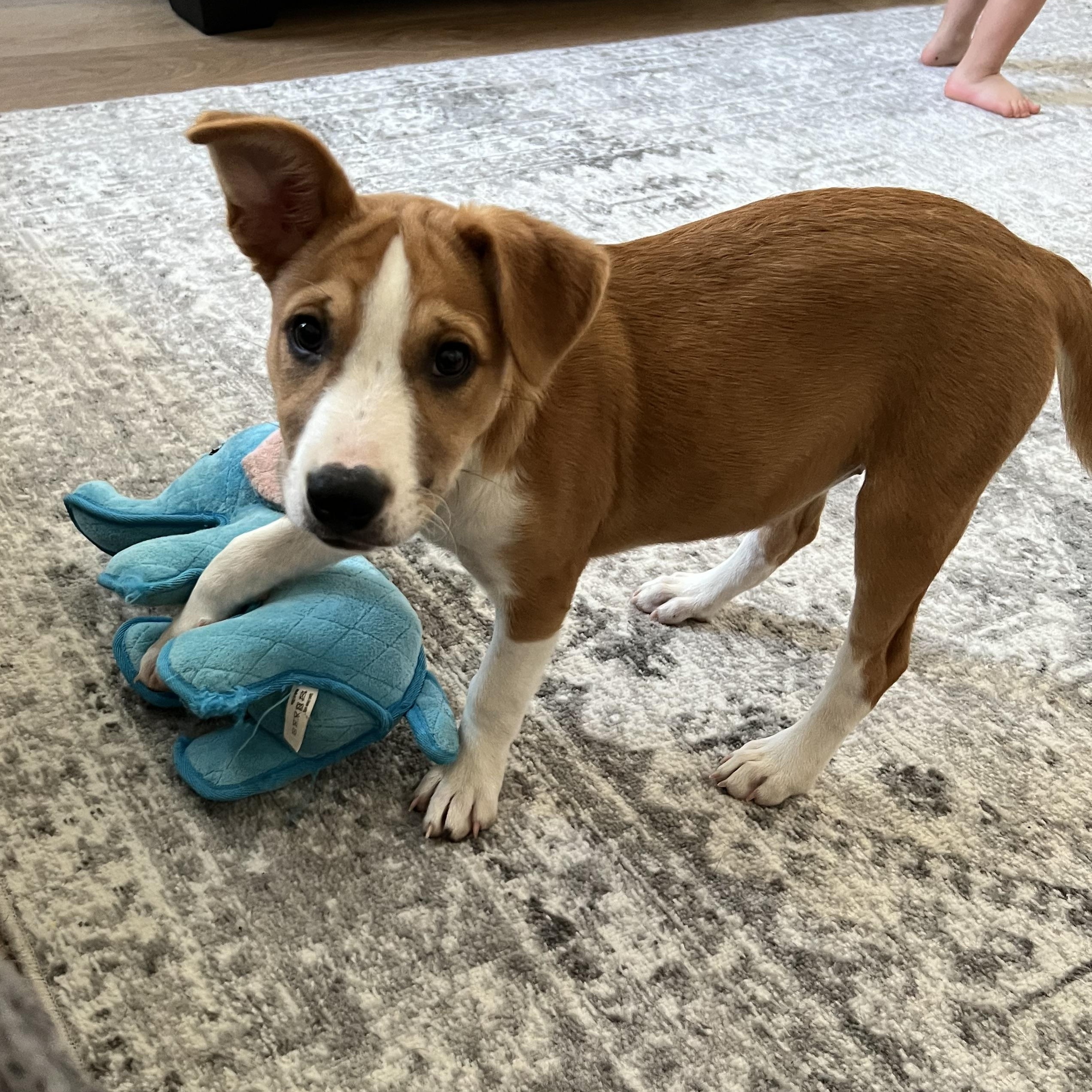 Enlarge Misty, a Adoptable mixed breed in Phoenix, AZ image 3/5