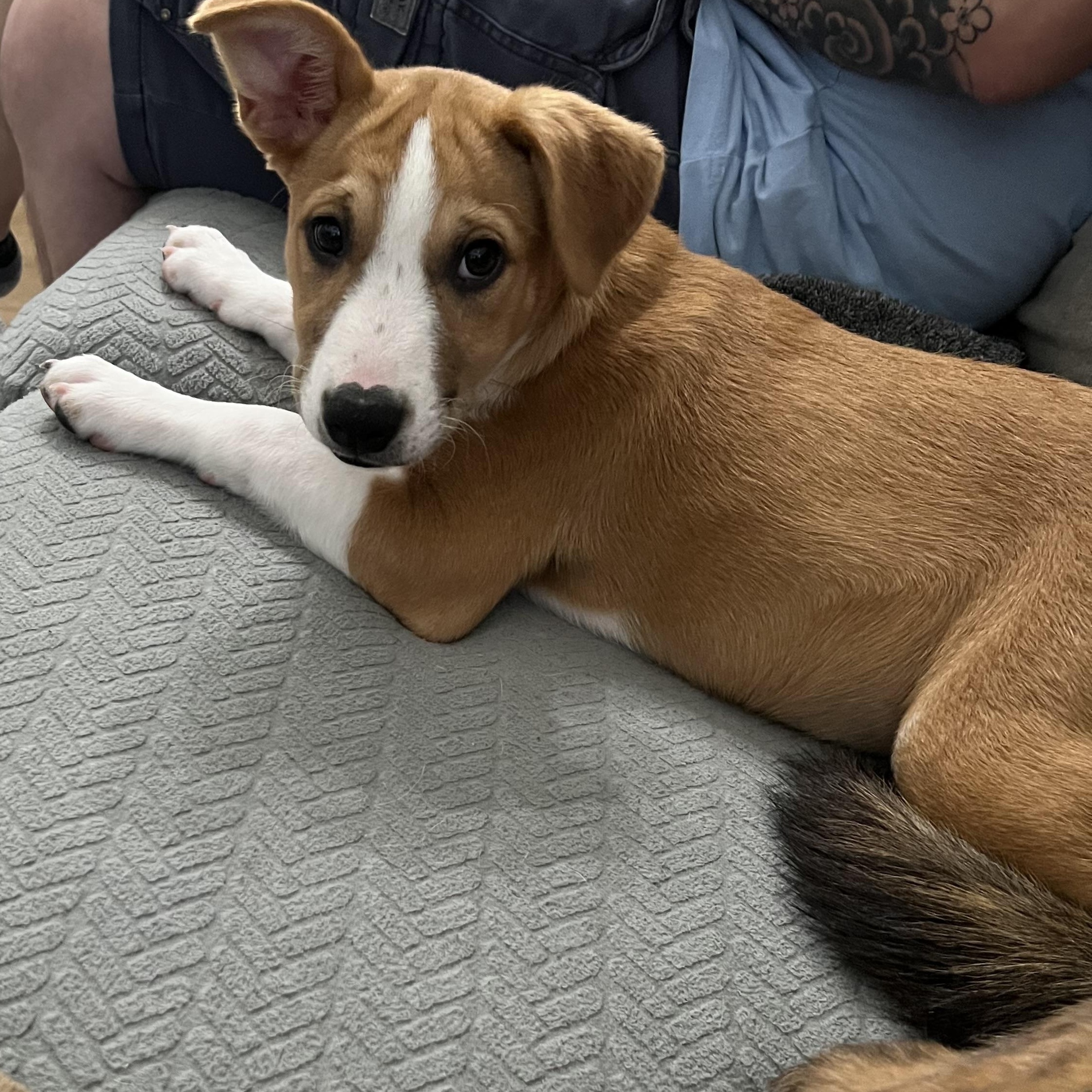 Enlarge Misty, a Adoptable mixed breed in Phoenix, AZ image 4/5