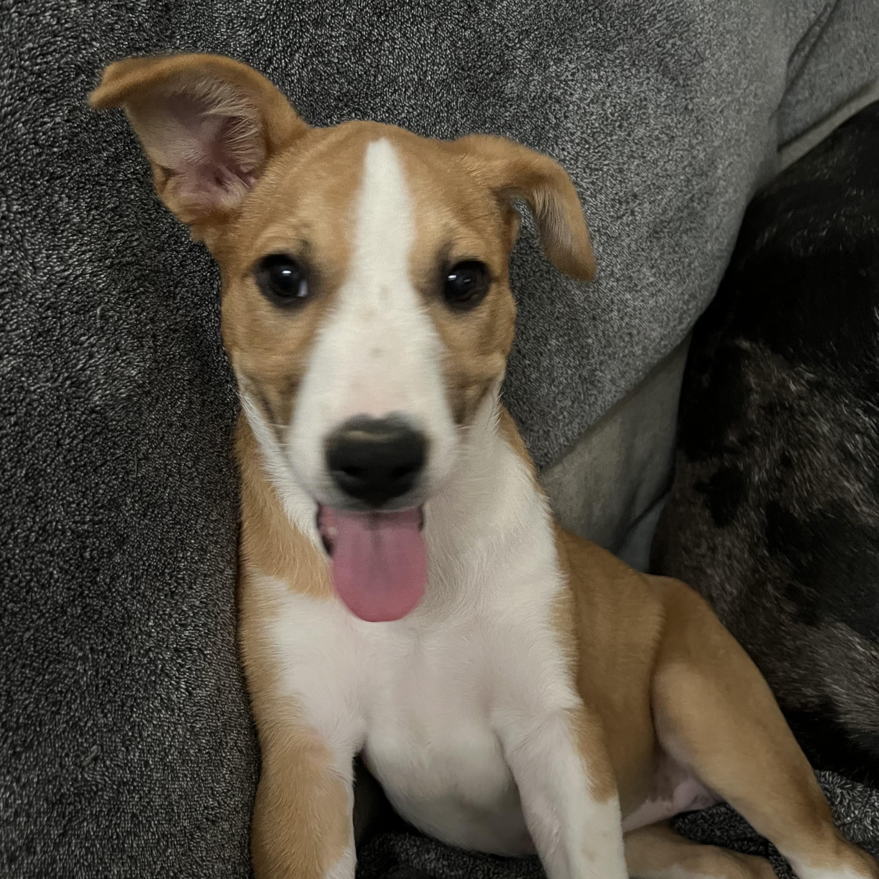 Misty, Adoptable, Puppy Female Terrier.