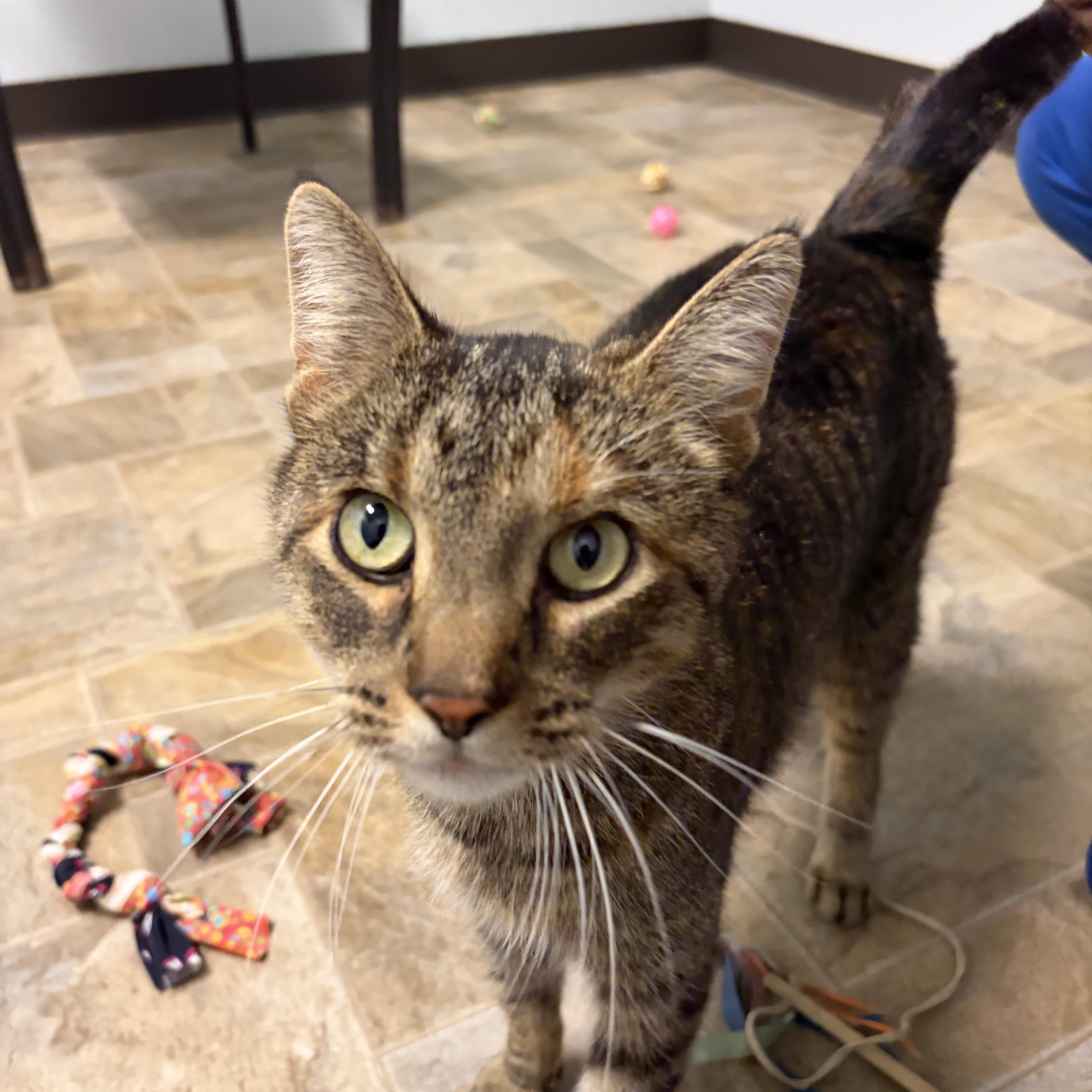 Nutella - I AM SPONSORED!, Adoptable, Adult Female Domestic Short Hair.